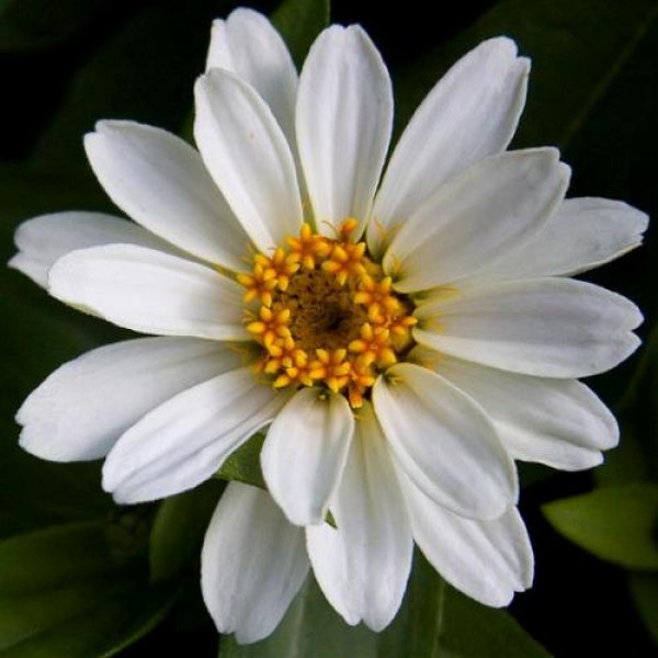 Omaxe Zinnia Elegans White Seeds